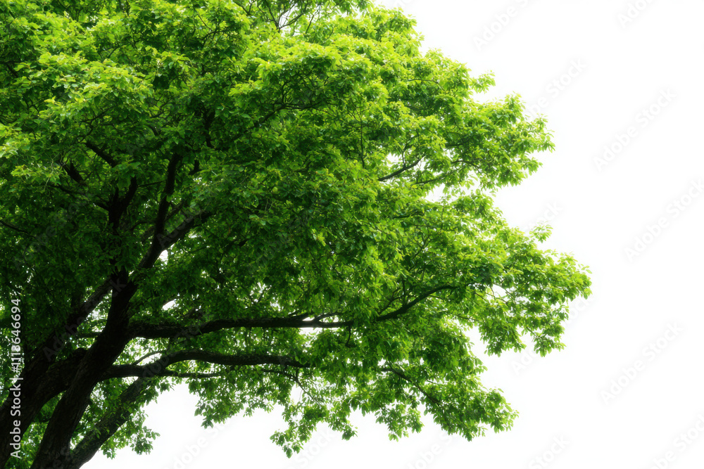 Lush green tree branches against a bright white background. Lush green tree branches against a bright white background.