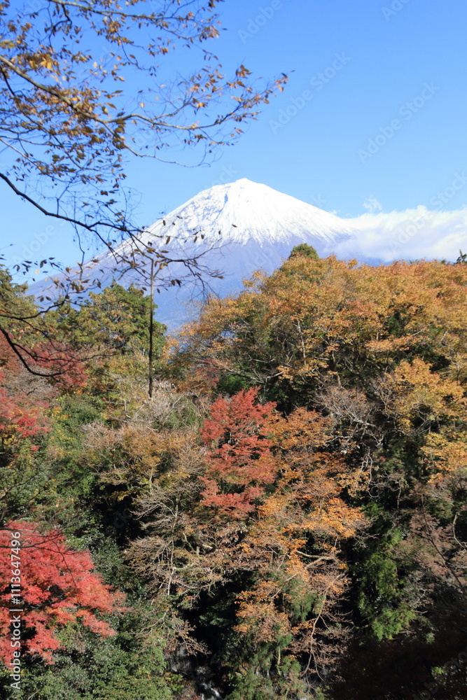 Fototapeta premium Let's go see some autumn leaves