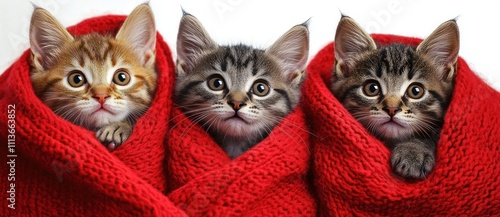 playful kittens in vibrant red blankets soft lighting low angle photography adorable cute furry frisky tabby grey photo