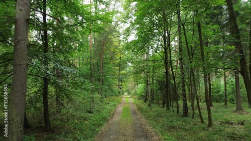 Wallpaper Mural Narrow dirt road leading through green and yellow forest in early autumn Torontodigital.ca