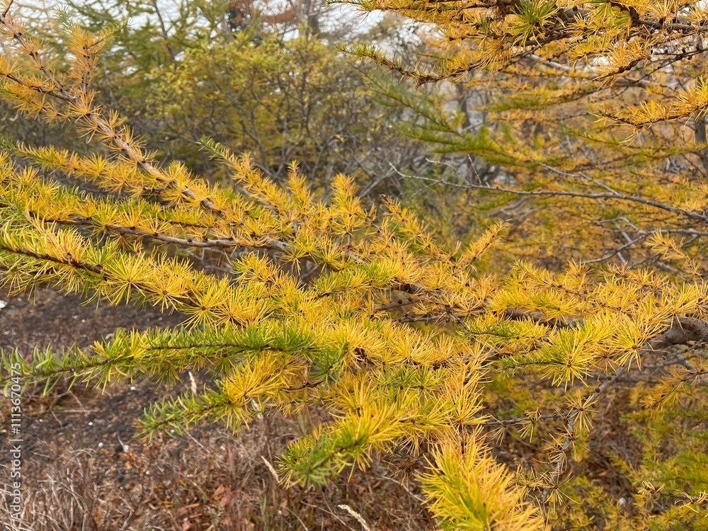 Fall foliage season is right around the corner. Fall foliage season is right around the corner.