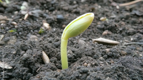 Close-up of a young sprout emerging from dark soil.