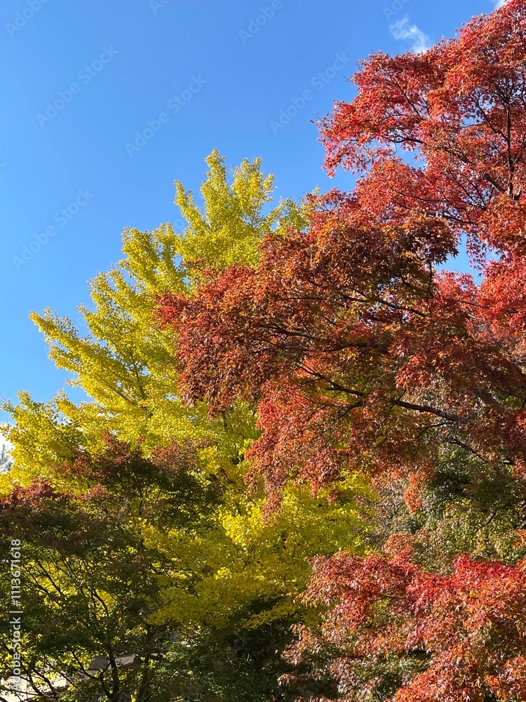 Fall foliage season is right around the corner. Fall foliage season is right around the corner.