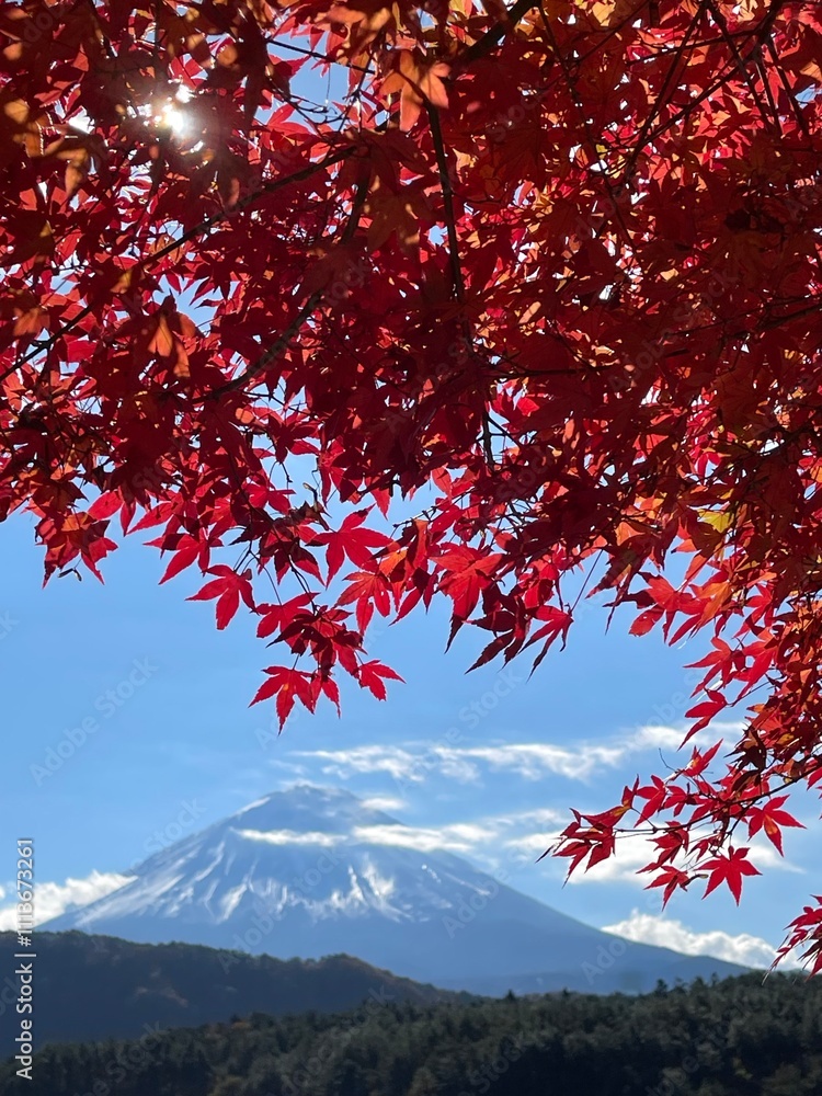 Let's go see some autumn leaves Let's go see some autumn leaves