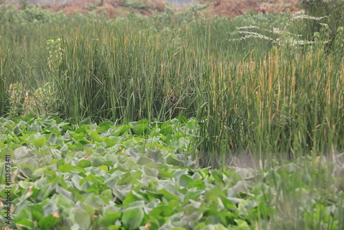 grass in the morning, grass in a field, grass in the wind, nature, grass, green, water, plant, summer, landscape, tree, spring, field, forest, 