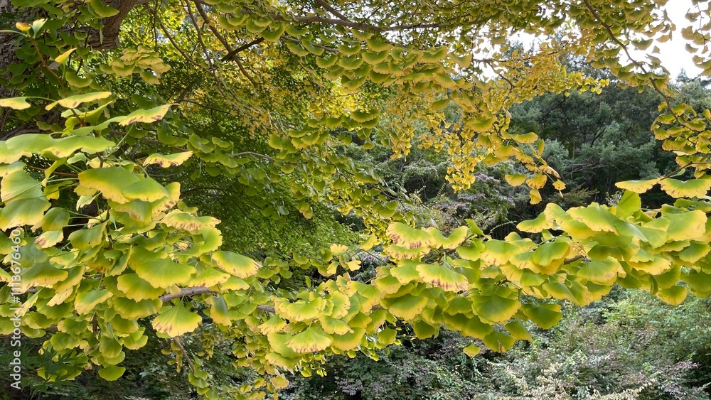 The autumn leaves are at their peak, it's the perfect time to see them The autumn leaves are at their peak, it's the perfect time to see them