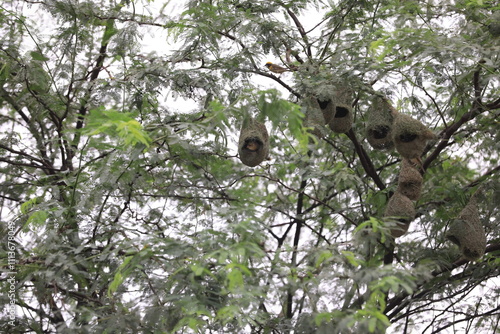 bird nest in tree, birds on a tree, nest on tree, bird, tree, nature, animal, branch, sky, black, bird, tree, nature, animal, branch,