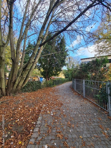 eine Parklandschaft im Herbst in Altstadt Köpenick (Berlin) photo