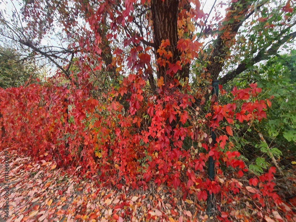 wunderschöne, rote Herbstblätter: In Berlin Treptow/Köpenick wunderschöne, rote Herbstblätter: In Berlin Treptow/Köpenick