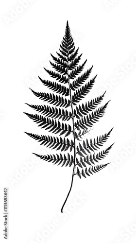 Detailed fern leaf sketch outline white background design image