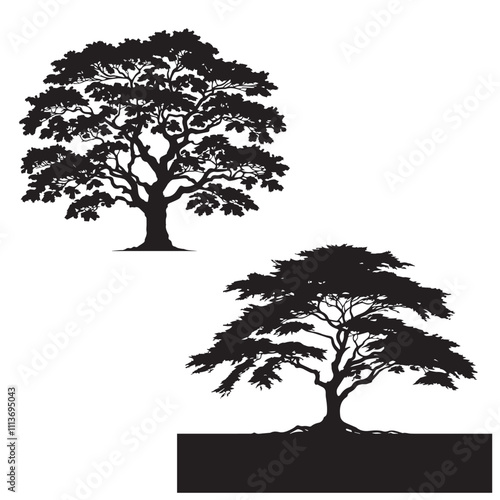 Chinese Elm  tree -  silhouette of    chinese elm tree  - tree silhouette - natural icon- wood icon   