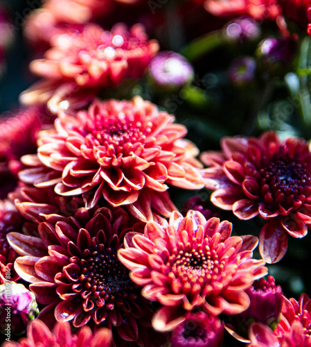 Red Chrysanthemum closeup