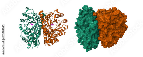 Structure of human enolase 2 in complex with inhibitor (phosphonoacetohydroxamate). 3D cartoon and molecular surface models, PDB 2za0 photo