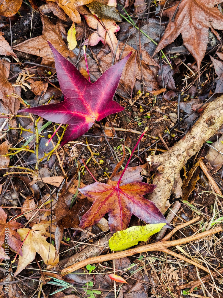 Crimson, red and brown autumn leaves from maple tree lying on the ground