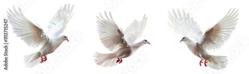 White Dove Illustrations in Flight on Isolated Transparent Background - PNG Image photo