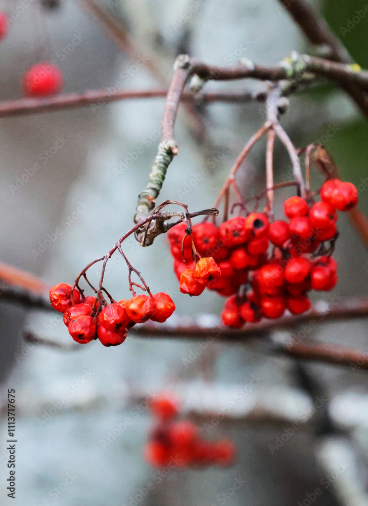 red berries on a branch red berries on a branch