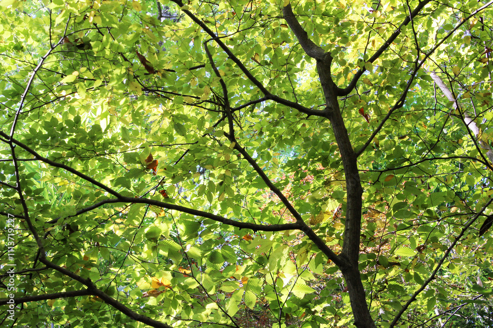 Trees with yellow, orange, and green leaves in autumn. Natural forest background. Trees with yellow, orange, and green leaves in autumn. Natural forest background.