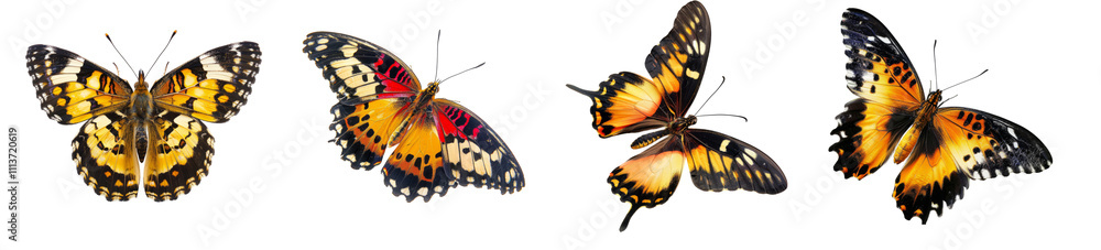 Colorful Butterfly Illustrations on Isolated Transparent Background - PNG Image Colorful Butterfly Illustrations on Isolated Transparent Background - PNG Image