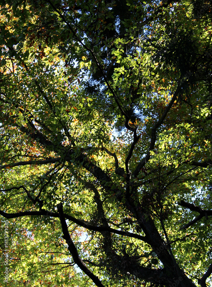 Obraz premium Trees with bright leaves in autumn forest. Mainly green, partially yellow and orange leaves in fall bottom view. Natural forest background. Colorful foliage against the blue sky.