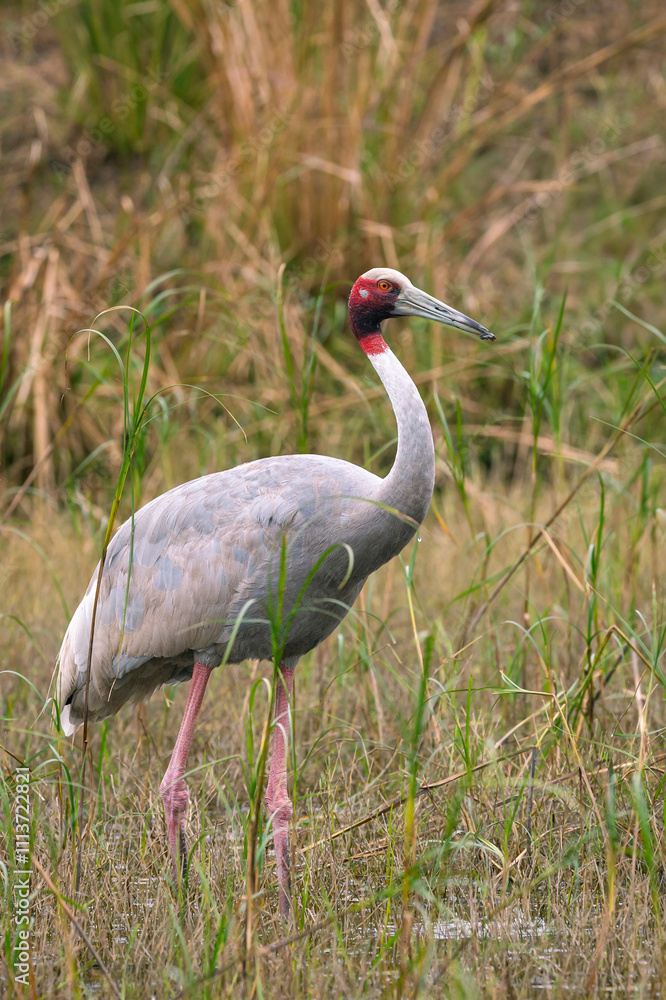 Obraz premium sarus crane or Grus antigone at keoladeo national park bharatpur bird sanctuary rajasthan india asia. tallest flying bird closeup or portrait in natural green background during winter safari excursion