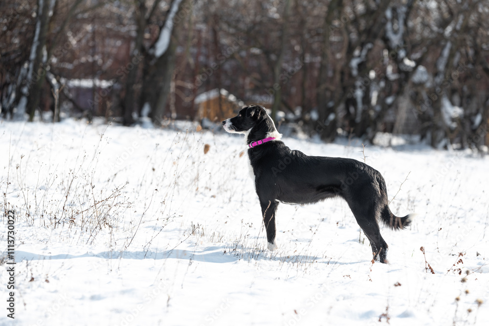 Beautiful rescued dog from dog shelter during socialization and obedience training on the snowy meadow