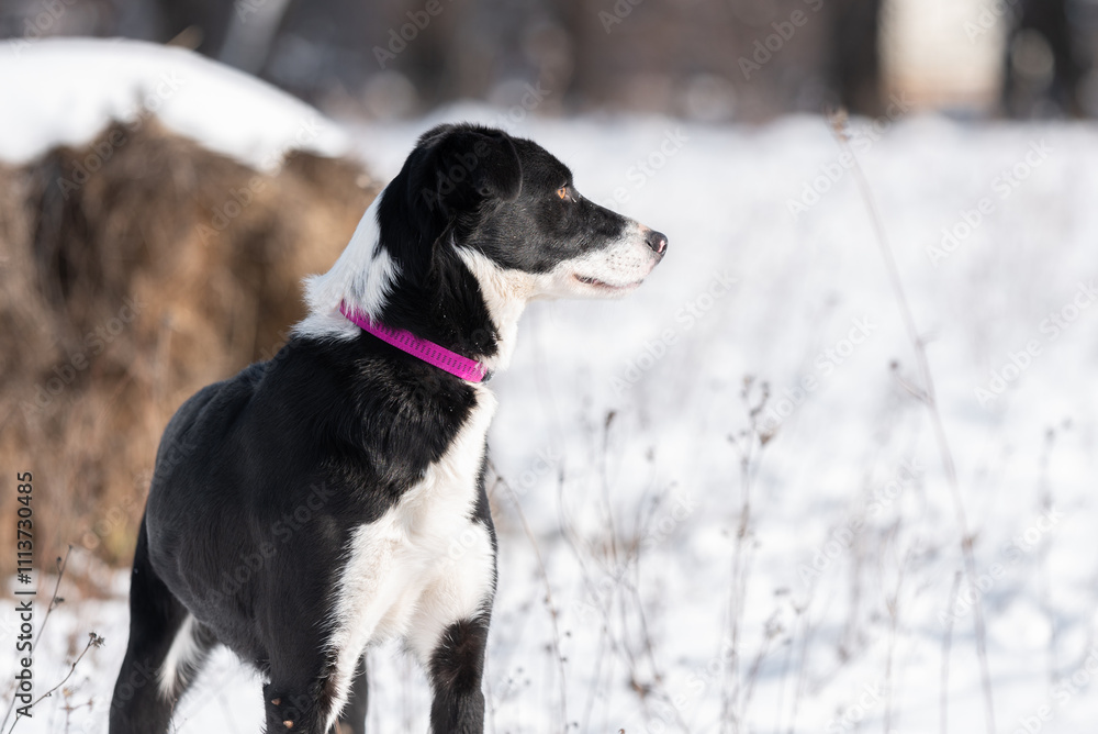 Beautiful rescued dog from dog shelter during socialization and obedience training on the snowy meadow