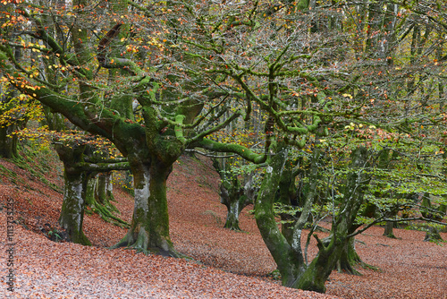 Beech forest in Vizcaya. Otzarreta, Gorbeia park. Autumn landscape. Spain photo