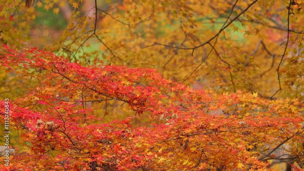Autumn leaves. Japanese maple leaves in red Autumn leaves. Japanese maple leaves in red