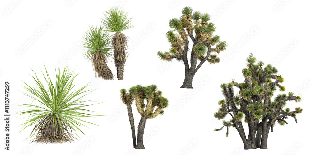 Fototapeta premium collection of Yucca plants isolated on white background