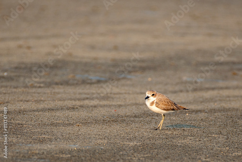 Kentish Plover Bird Searching for Food on a Beach photo