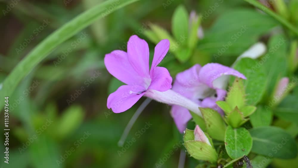 Barleria cristata flower. Its other names Philippine violet, bluebell barleria and crested Philippine violet. This is a plant species in the family Acanthaceae. Barleria cristata flower. Its other names Philippine violet, bluebell barleria and crested Philippine violet. This is a plant species in the family Acanthaceae.