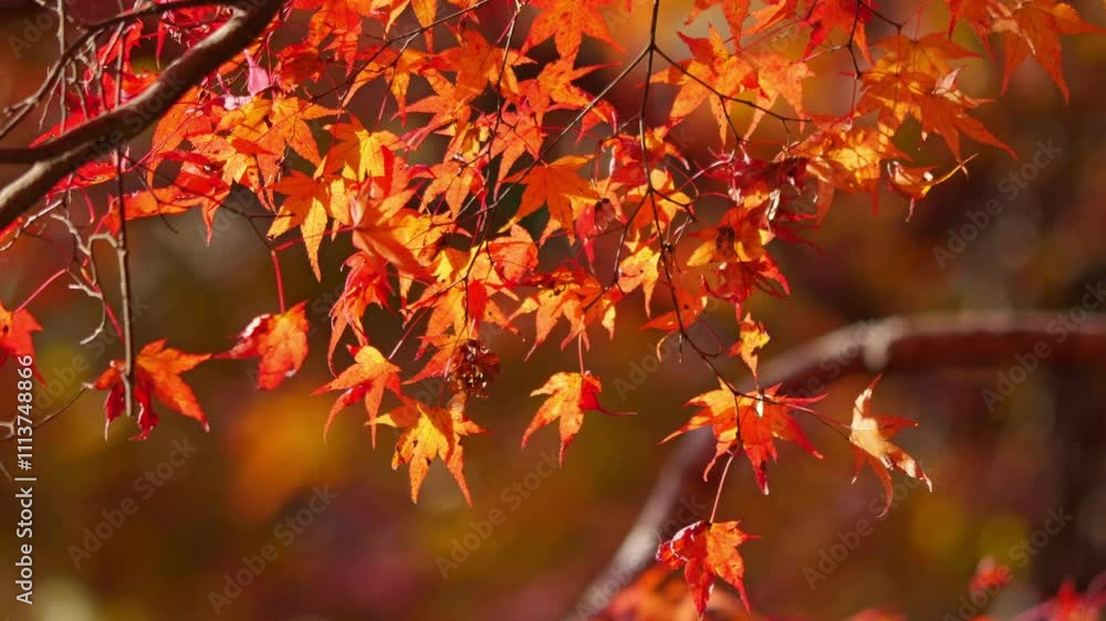 Autumn leaves. Japanese maple leaves in red Autumn leaves. Japanese maple leaves in red