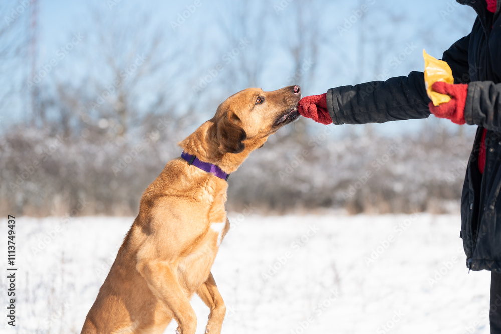 Beautiful rescued dog waiting for a treat as a reward for good work during the obedience training. Beautiful rescued dog waiting for a treat as a reward for good work during the obedience training.