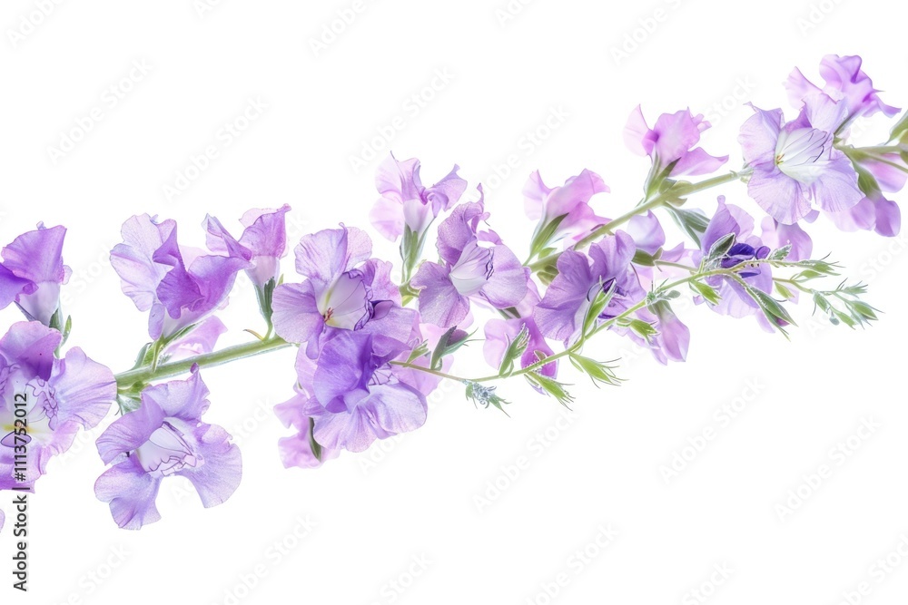 Flowers isolated on white stock photo Flowers isolated on white stock photo