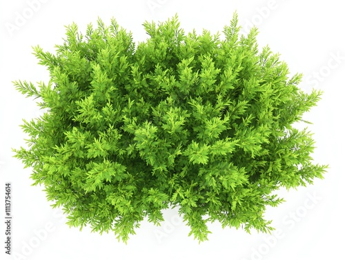 Top view of vibrant green shrub foliage