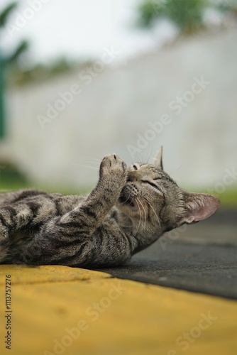 a domestic street cat with striped fur lying on the sidewalk licking its body photo