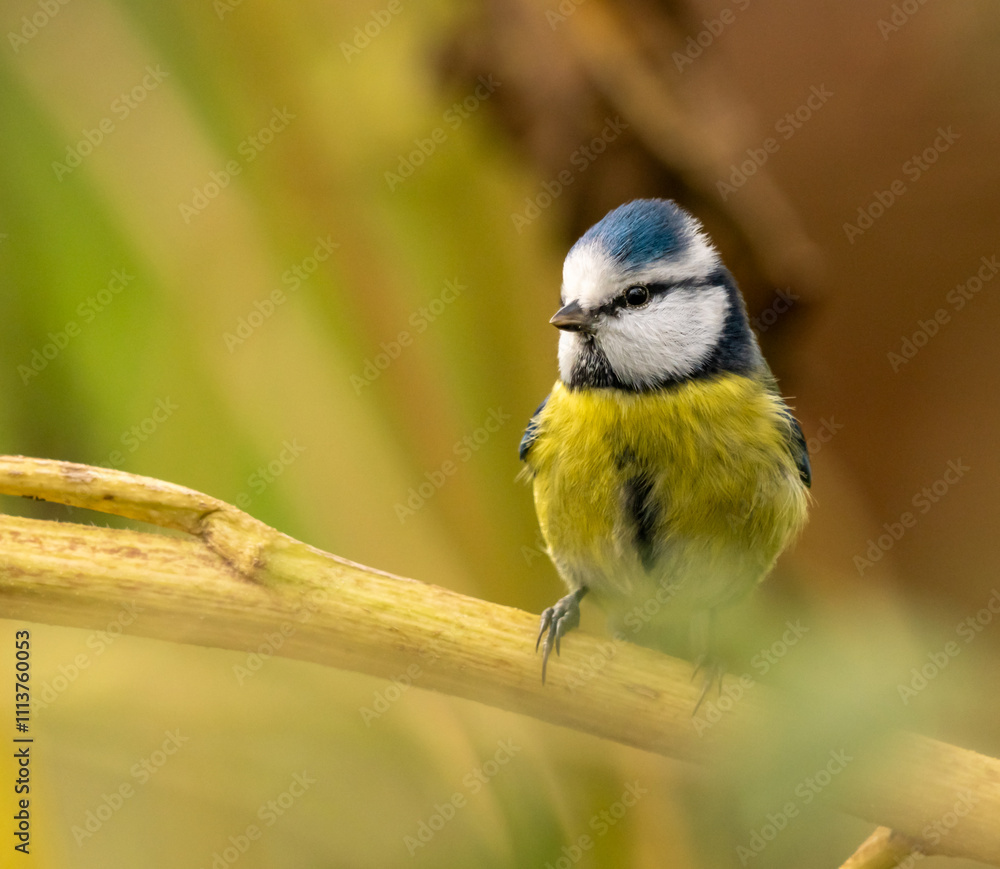 Fototapeta premium Très jolie mésange bleue, sur une journée d'automne, en gros plan, juchée sur une branche de tournesol, la mésange est un oiseau du jardin très coloré, petit et mignon