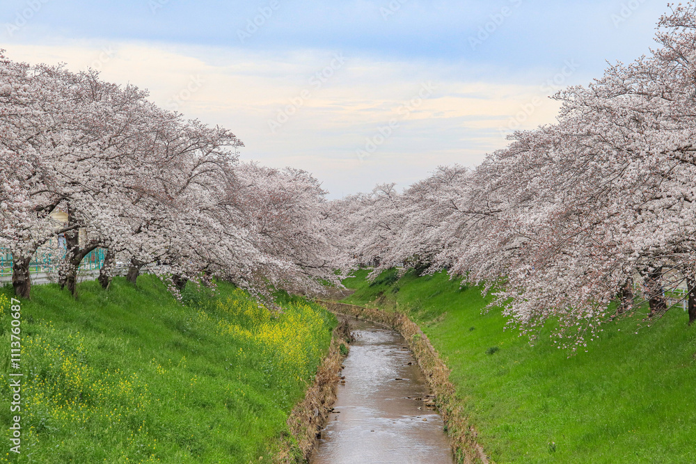 Cherry blossoms along the river in spring Cherry blossoms along the river in spring