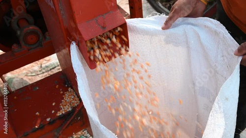 The corn thresher machine separates the corn. Indian farmers separating husk and corn grains using a thresher machine.