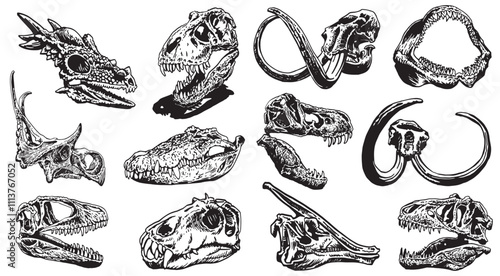 Graphical big set of skulls of dinosaurs , crocodile and mammoth on white background, vector illustration