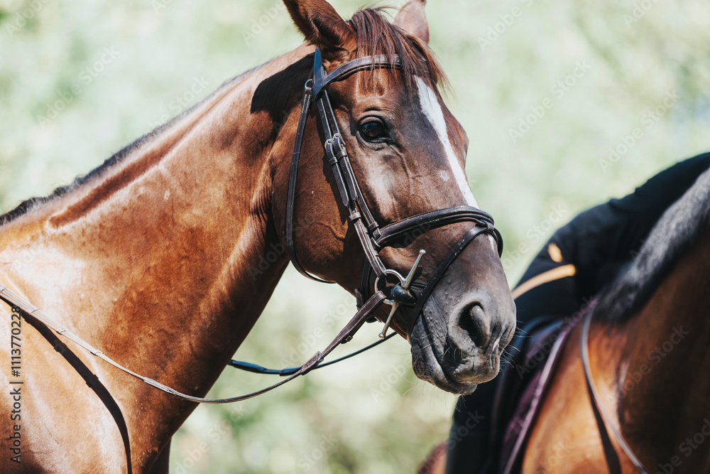Obraz premium A detailed close-up photograph of a brown horse wearing a bridle. The horse is outdoors, showcasing a calm and serene expression. A perfect image representing equestrian themes and animal beauty.