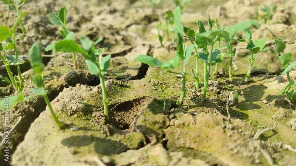 Close-up shot of a small Sweet green pea (pisum) sprouts or seedlings growing in a soil in a vegetable garden in spring. Young Sweet green pea (pisum) seedlings growing in a field. Close-up shot of a small Sweet green pea (pisum) sprouts or seedlings growing in a soil in a vegetable garden in spring. Young Sweet green pea (pisum) seedlings growing in a field.