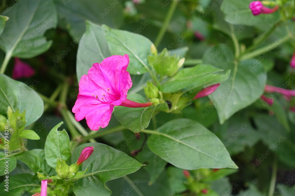 One magenta colored flower of Mirabilis jalapa in September One magenta colored flower of Mirabilis jalapa in September