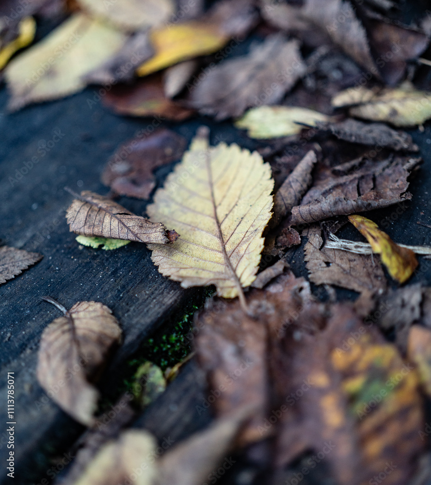 feuilles feuilles