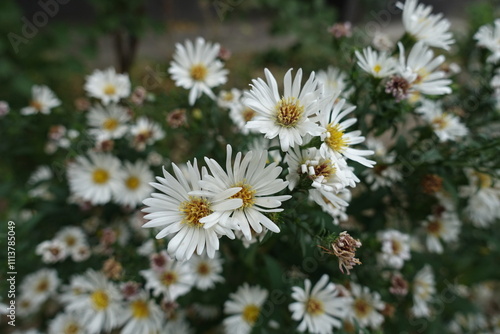 Pure white flowers of heath aster in October photo