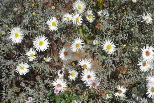 White flowers of heath aster in mid October photo