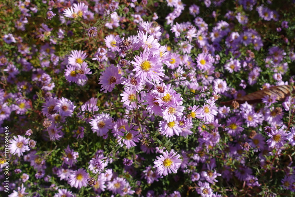Naklejka premium Large quantity of pink flowers of Michaelmas daisies in October