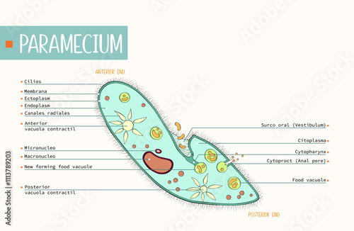 Paramecium structure labeled colorful illustrated on a white editable background.

