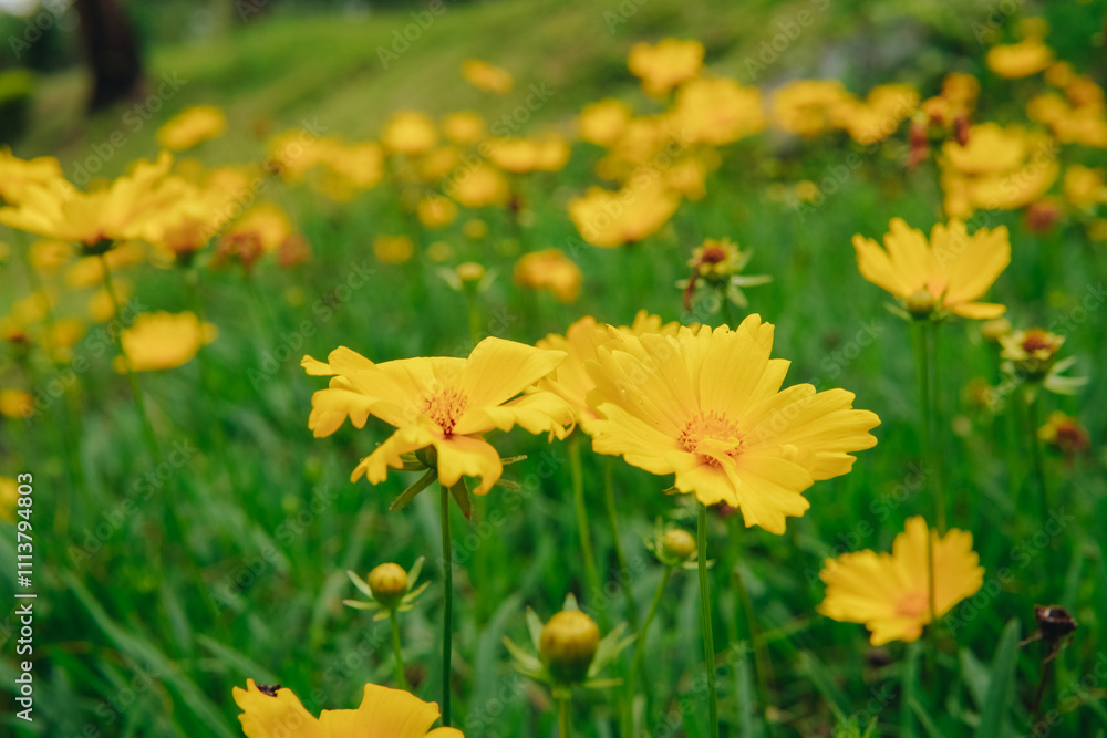 Obraz premium Field of blooming yellow Cosmos or Kenikir flowers with lush green grass, nature concept.
