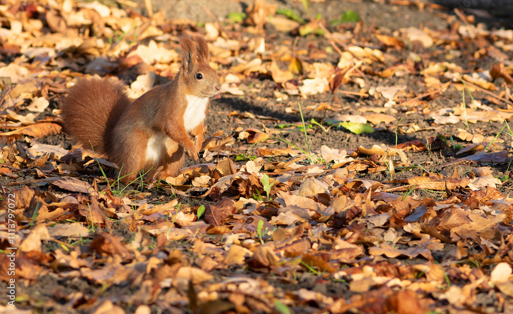 Red squirrel, Sciurus vulgaris. A squirrel sits on the ground among fallen leaves Red squirrel, Sciurus vulgaris. A squirrel sits on the ground among fallen leaves